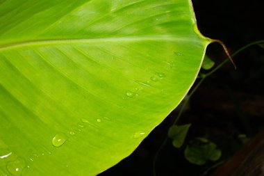 Macro Shot of a Lush Green Leaf with Water Droplets
