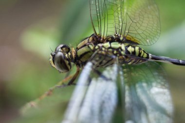 Yaprağın üzerindeki yusufçuğun makro fotoğrafı