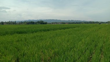 yeşil pirinç tarlaları ve mavi gökyüzü.