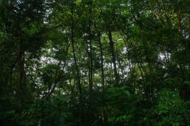 Ormanın güzel manzarası