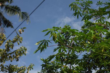 Hindistan cevizi ağaçları ve mavi gökyüzü