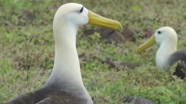Dalgalı Albatros Çifti Çimenli Yerlerde Dinleniyor