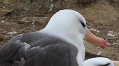 Albatros Çifti Pembe Faturalarla Kapanış