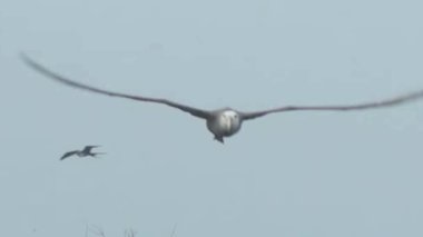 Albatros Deniz Üzerinde Geniş Kanatlarla Uçuyor