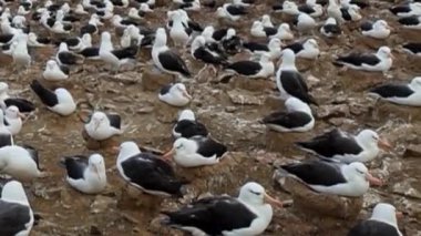 Albatros Koloni Yuvası Rocky Zemin Geniş Görünümü