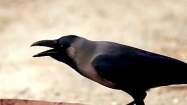 Şehir Çıkıntısında Açık Gagalı Ev Kargası Çağrısı