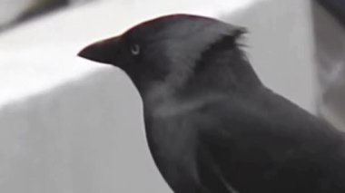 Şehir Çıkıntısı 'nda Siyah Karga Kapanışı
