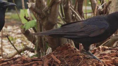 Ağaç Kökleri Tarlasında Karga Arıyor