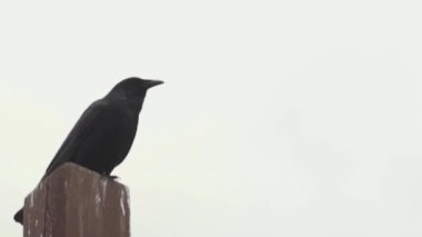 Gökyüzüne karşı tahta direğe tünemiş karga.