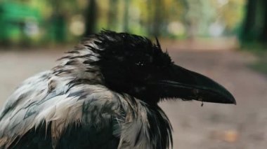 Park 'ta Dalgalı Tüylü Islak Karga Portresi