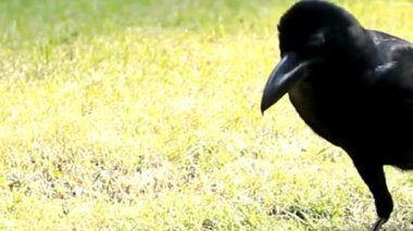 Kara Karga Güneş Çimeni 'nde Yarıyor