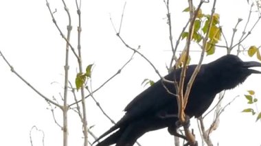 Beyaz Gök 'e Karşı Yapraklı Dalı Çağıran Karga