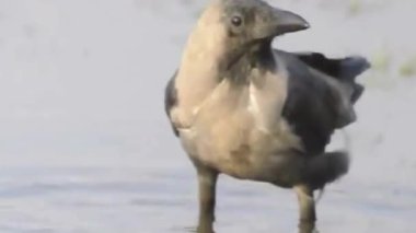 Ev Kargası Sığ Su Kapanışında Sallanıyor