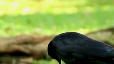 Yeşil Park 'ta Açık Gagalı Karga Çağrısı