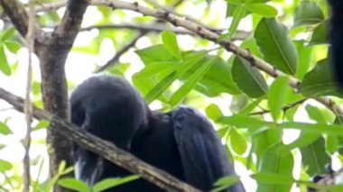 Ağaç dalında Yeşil Yapraklar arasında tünemiş Karga