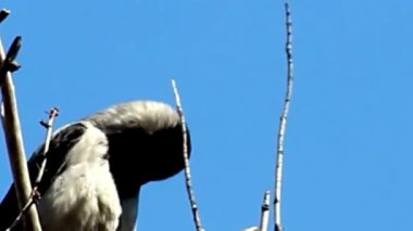 Mavi gökyüzüne karşı çırılçıplak tünemiş Kapüşonlu Karga