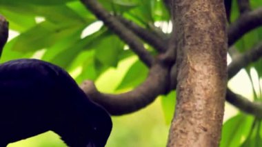 Kara Karga Ağaç dalına tünemiş Yeşil Yapraklarla