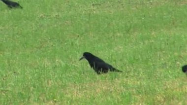 Şehir parkındaki Yeşil Çim Tarlasında Kargalar Arıyor