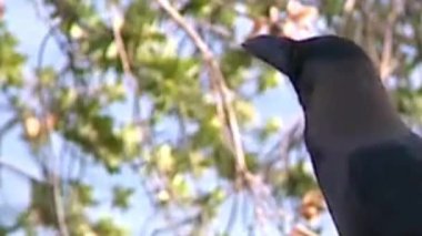 Mavi Gökyüzü ve Yapraklı Bokeh ile Ev Kargası Portresi