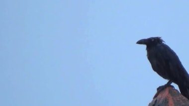 Raven, Alacakaranlık 'taki çatı kulesine tünedi.