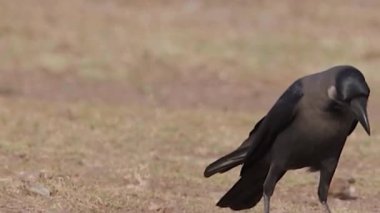 House Crow Şehir Parkı 'nda Kuru Toprakta Adımlıyor