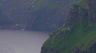 Sakin Denizin üzerindeki Yeşil Kıyı Kayalıkları