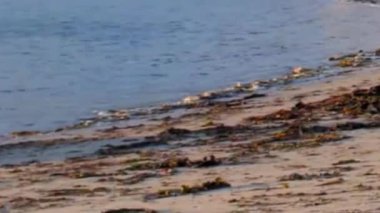 Low Tide 'daki SeaweedStrewn Kumsalı