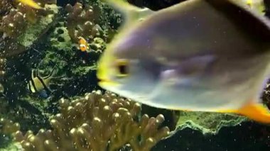 Mercan Suyu Altında Renkli Tropikal Resif Balığı