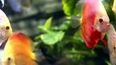 Bitkisel Tatlı Su Akvaryumunda Canlı Disk Balığı