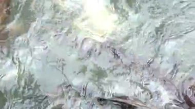 Göl yüzeyinde yayın balığı besleme çılgınlığı