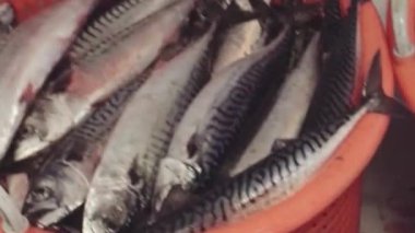 Taze Uskumru Avı Deniz Ürünleri Pazarında Sepette