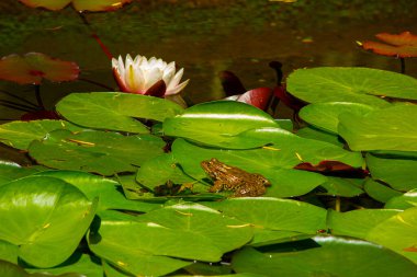Yeşil kurbağa ve su leylağının yakın plan görüntüsü