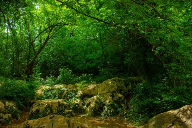 Gürcistan 'da taşlı orman