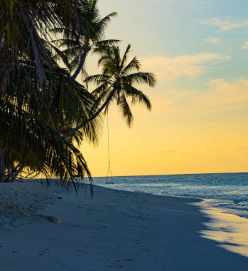 Thoddoo Adası, Maldivler 'de gün doğumunda beyaz kumsalda hindistan cevizi palmiyesi ağaçları