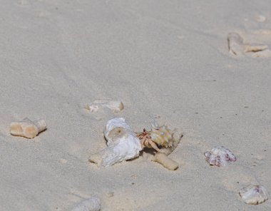 Tatlı küçük yengeç ve Maldivler 'de beyaz kumlar üzerinde deniz kabukları