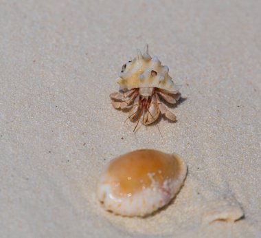 Tatlı küçük yengeç ve deniz kabuğu Maldivler 'de beyaz kumlar üzerinde