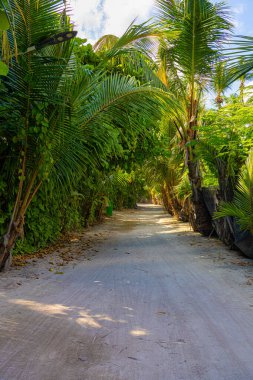Thoddoo Adası, Maldivler 'de gün batımı ışıkları altında palmiye ağaçları ve kumlu yeşil cadde