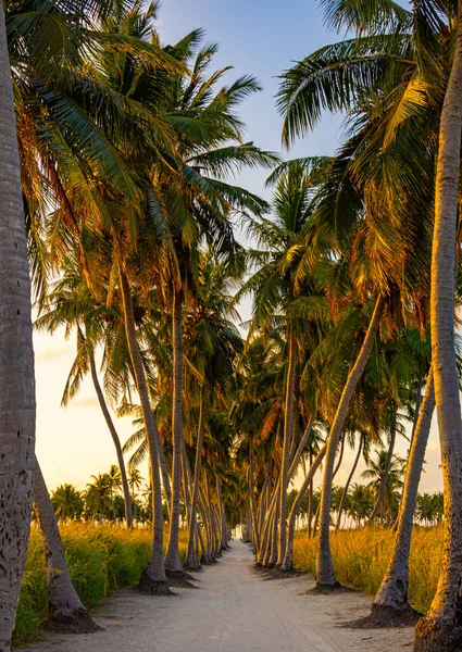Thoddoo Adası, Maldivler 'de gün batımı ışıkları altında hindistan cevizi palmiyeleri ve beyaz kumlu yeşil bulvar.