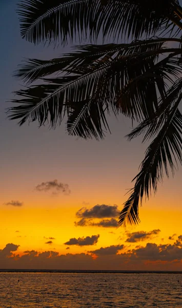 Hint okyanusu üzerinde dramatik gün batımı ve palmiye yapraklı kumsal, Maldivler