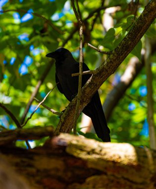 Maldivler 'de ağaçtaki kuşun silueti