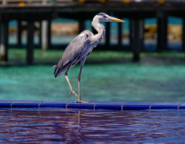 Balıkçıl kuşunun suya yakın görüntüsü