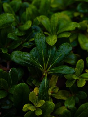 Yeşil yaprakların üzerine yakın çekim su damlaları ile