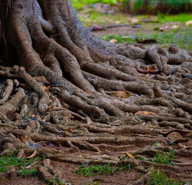 Ağacın köklerinde yakın plan görünüm