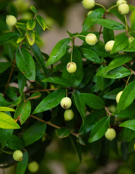 Close-up view on green leaves with white berries