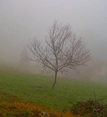 Sırbistan 'ın sisli ormanlarındaki ağaç