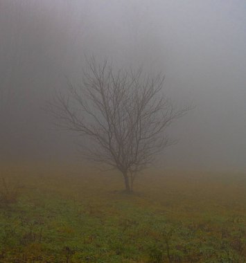 Sırbistan 'ın sisli ormanlarındaki ağaç