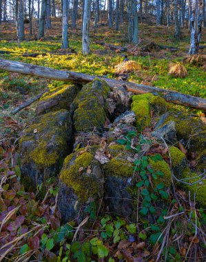 Sırbistan 'ın taşlı ve ağaç gövdeli güneşli ormanı