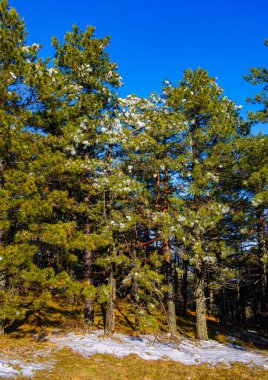 Sırbistan 'ın dağlık ormanlarında güneş ışığı altında kar yağıyor