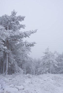 Sırbistan 'ın Zlatibor kayak beldesinde çam ağaçları karla kaplandı