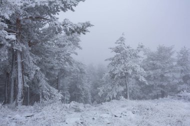 Sırbistan 'ın Zlatibor kayak beldesinde çam ağaçları karla kaplandı